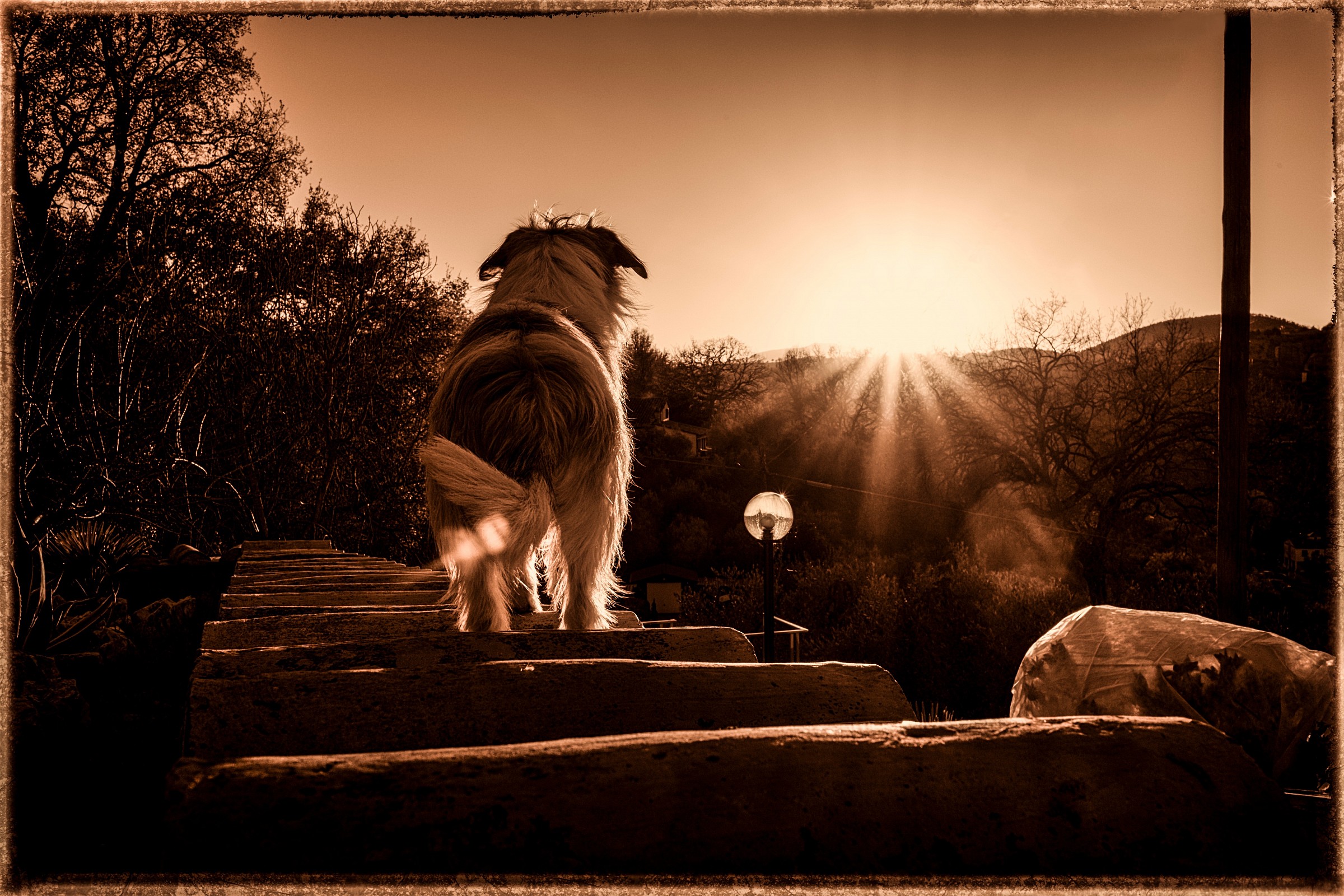 Mi è semblato di vedele un gatto!