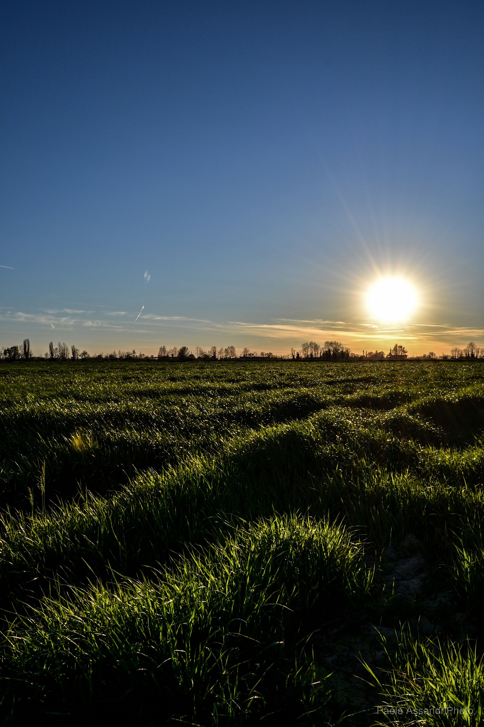 Tramonto sull'erba