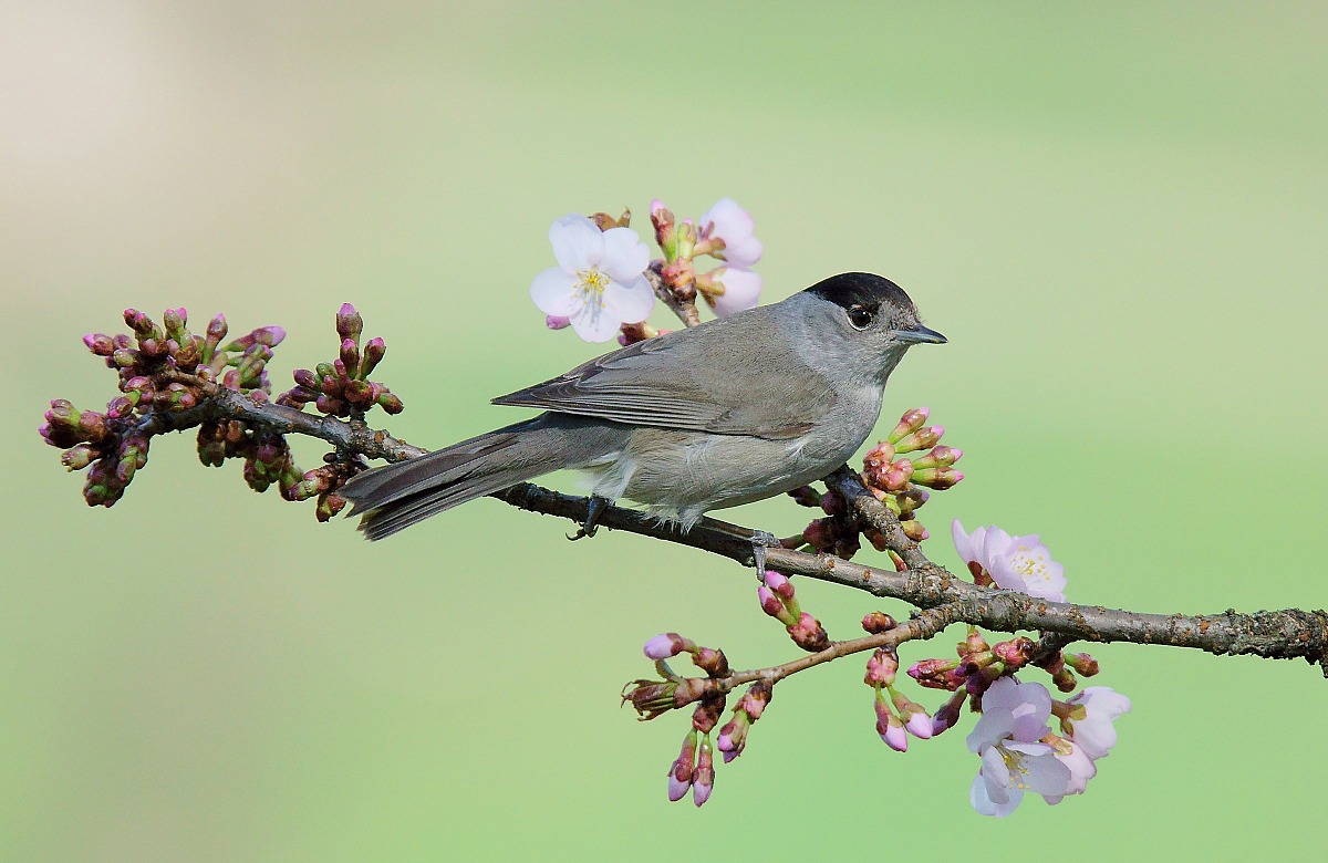 Blackcap spring