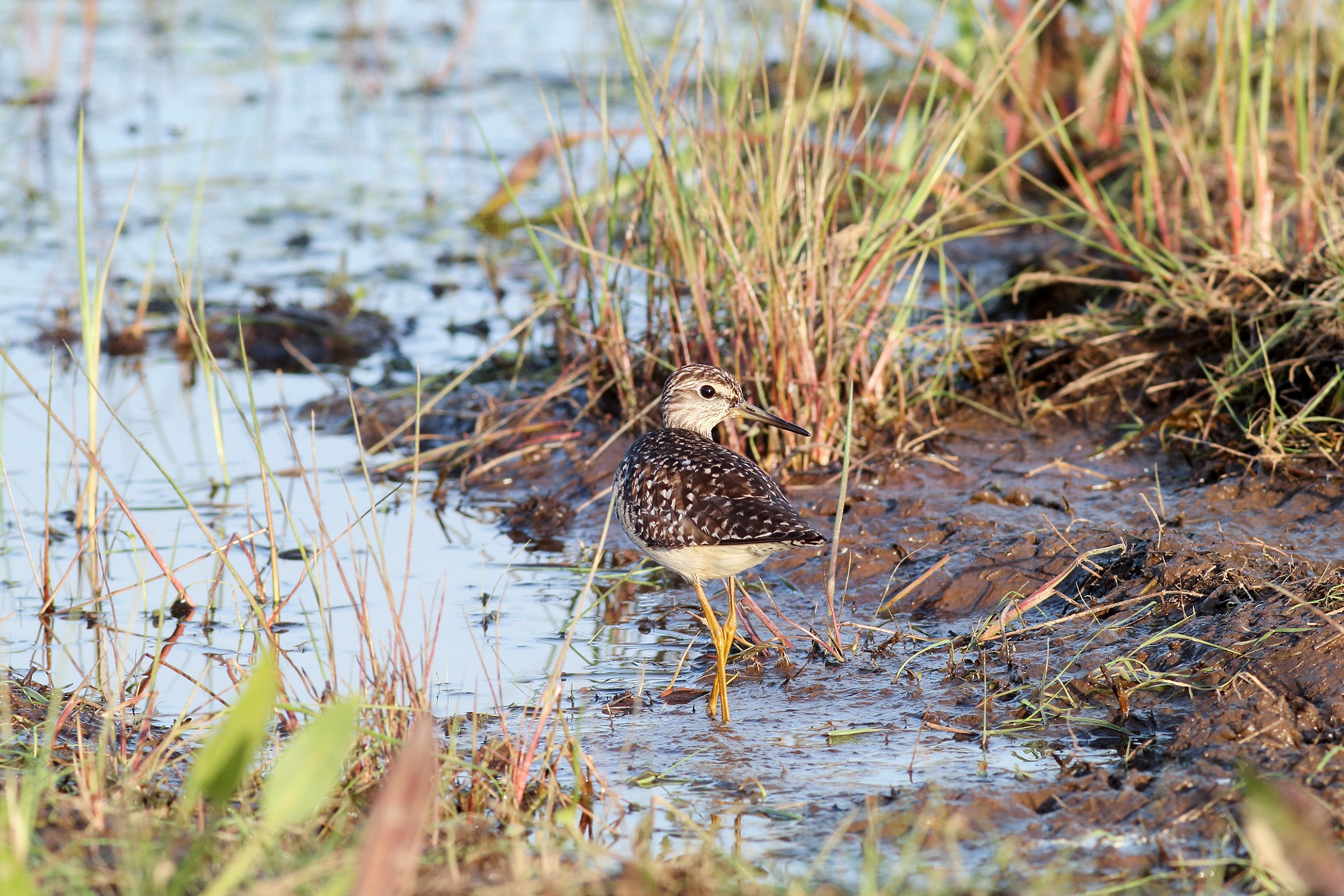 But what to look ciaoo !!!!!