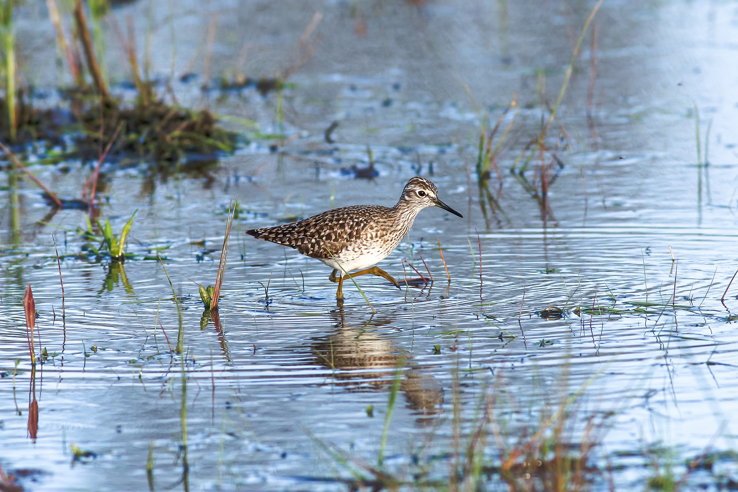 Next Marce ONE TWO ONE TWO