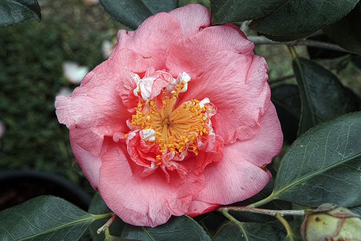 Camellia