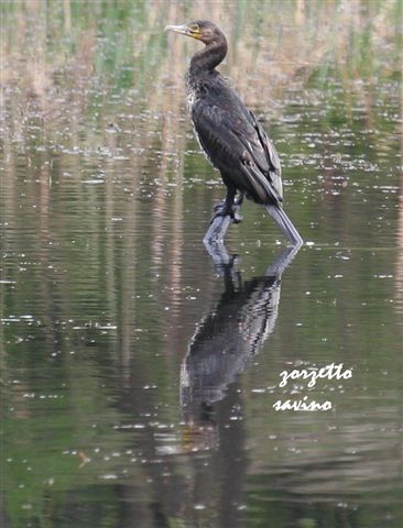 cormorano  st marcel