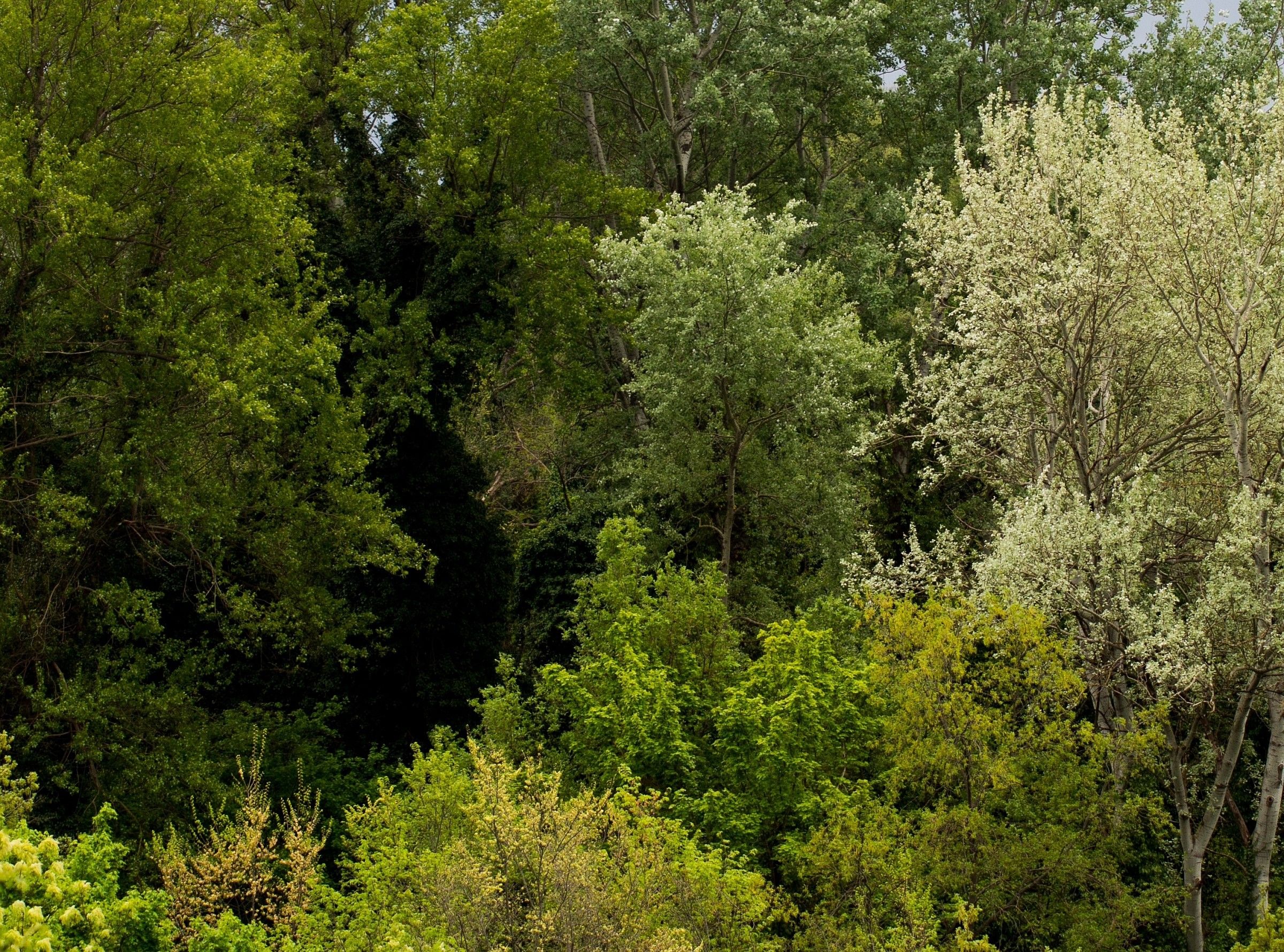 Selva with dark cave