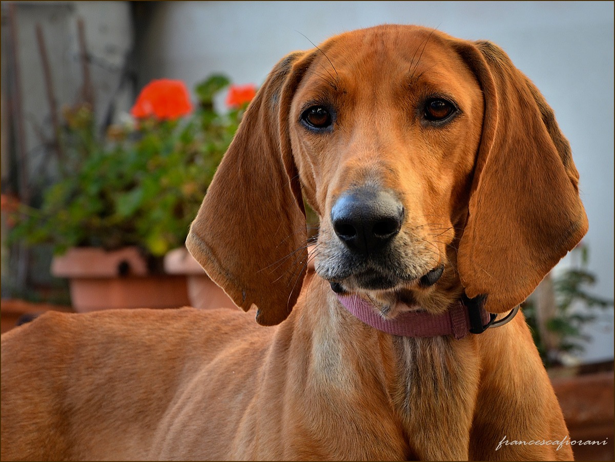 il mio monello Sam...