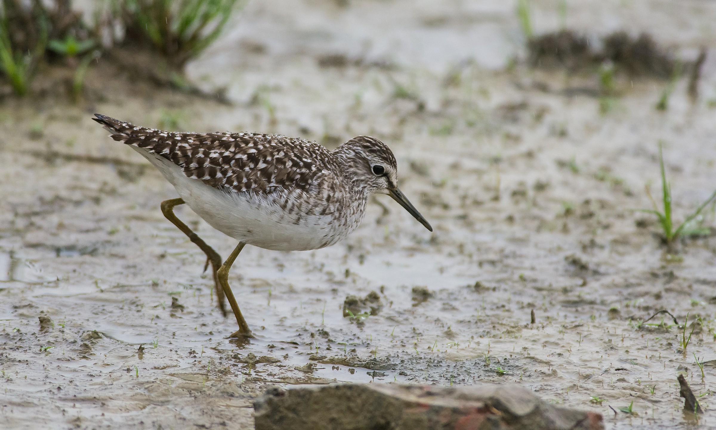 Grande confusione ....piro piro? pettegola ? aiutino !