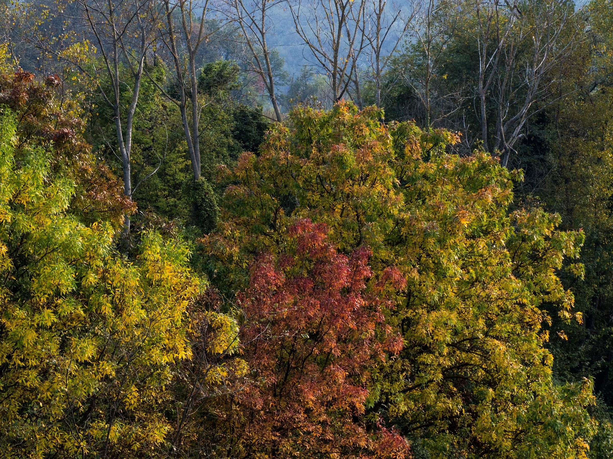 Autumn leaves at the Parco dei Gessi