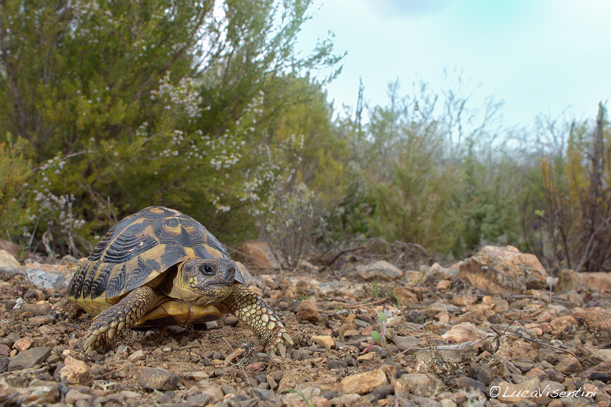 Testudo Hermanni