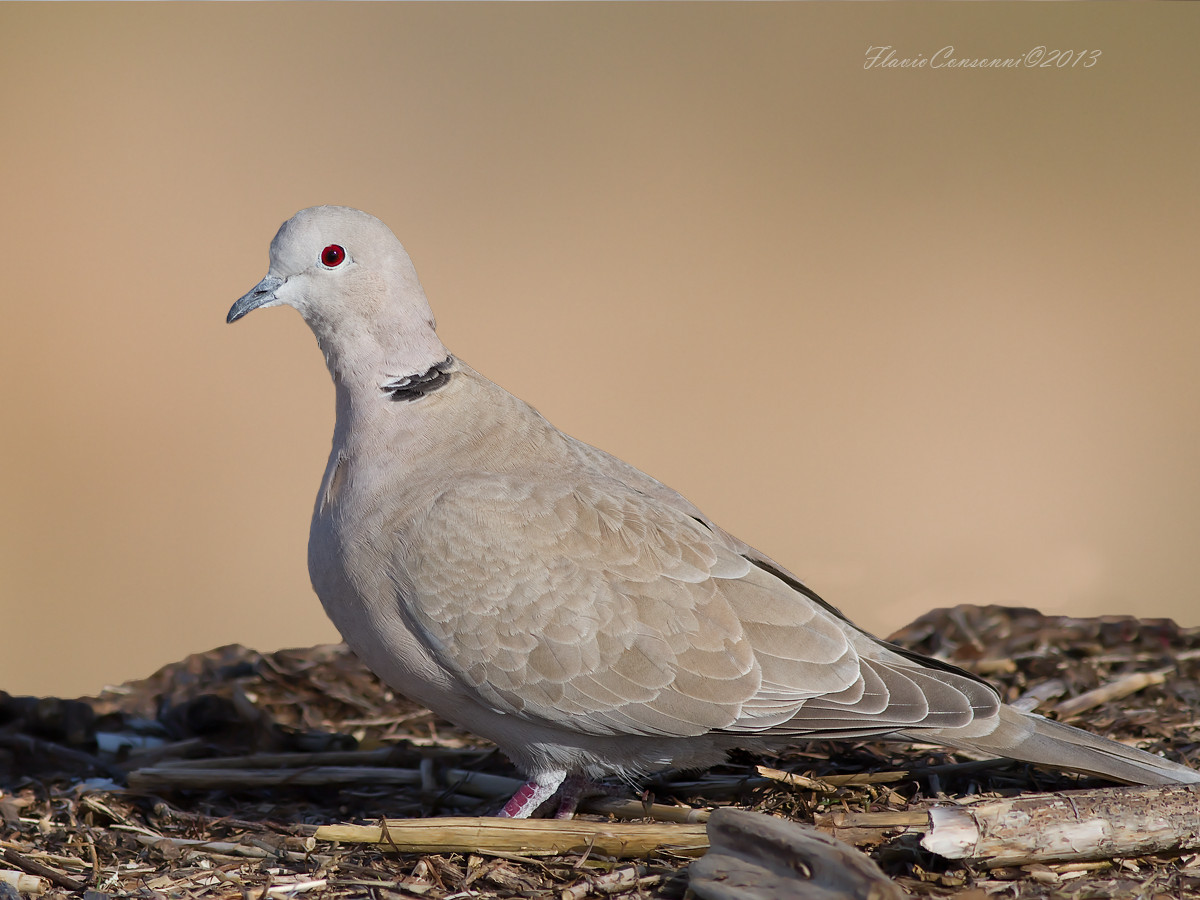 Collared Dove