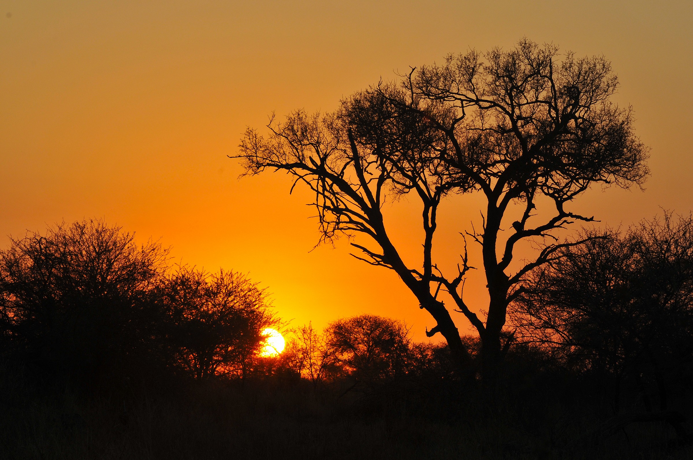 Dawn on the savannah