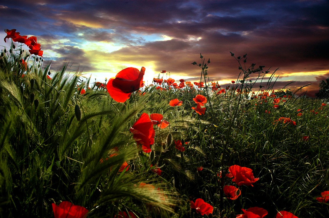 Poppies at sunset