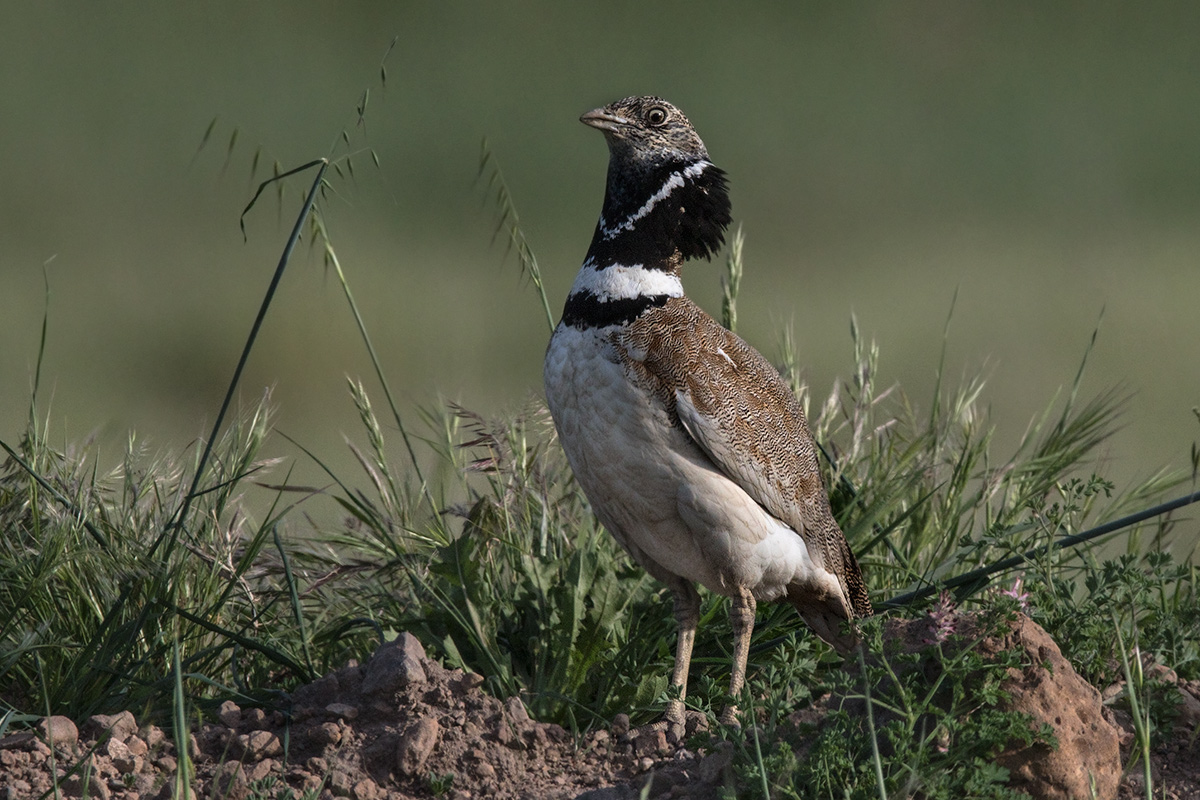 Bustard Piana Coghinas (tetrax tetrax)