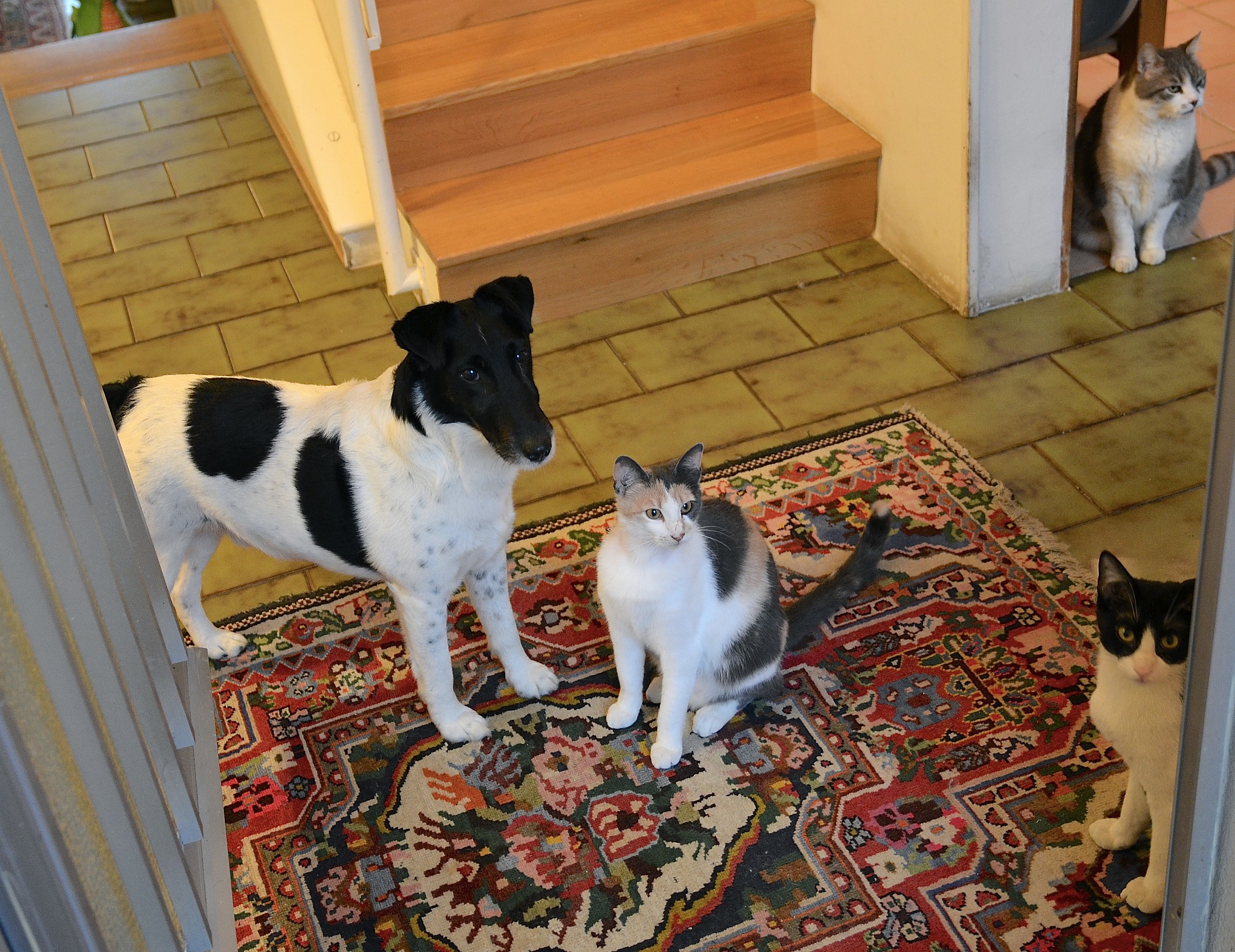 Waiting for the mistress