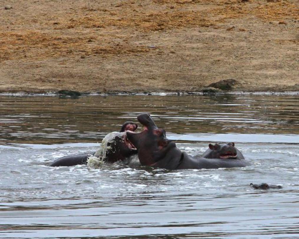 hippopotamus (Hippopotamus amphibius)