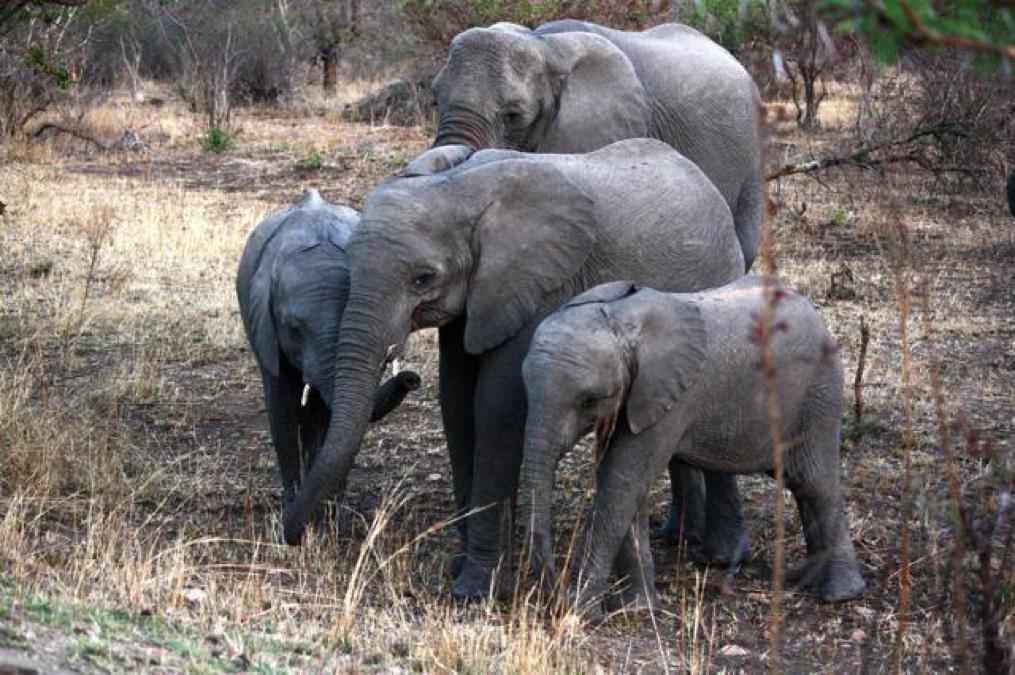 Loxodonta africana (African elephant)
