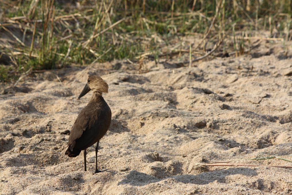 hamerkop (Hamerkop)