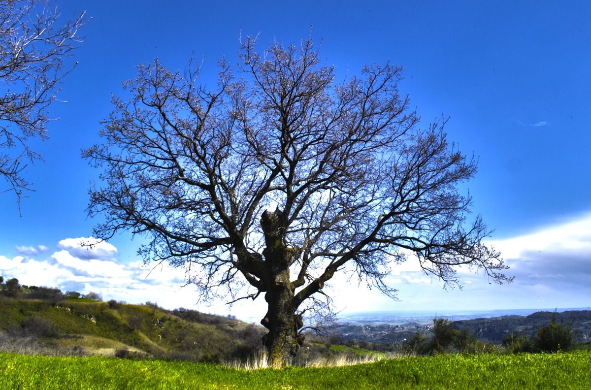 HDR albero secolare