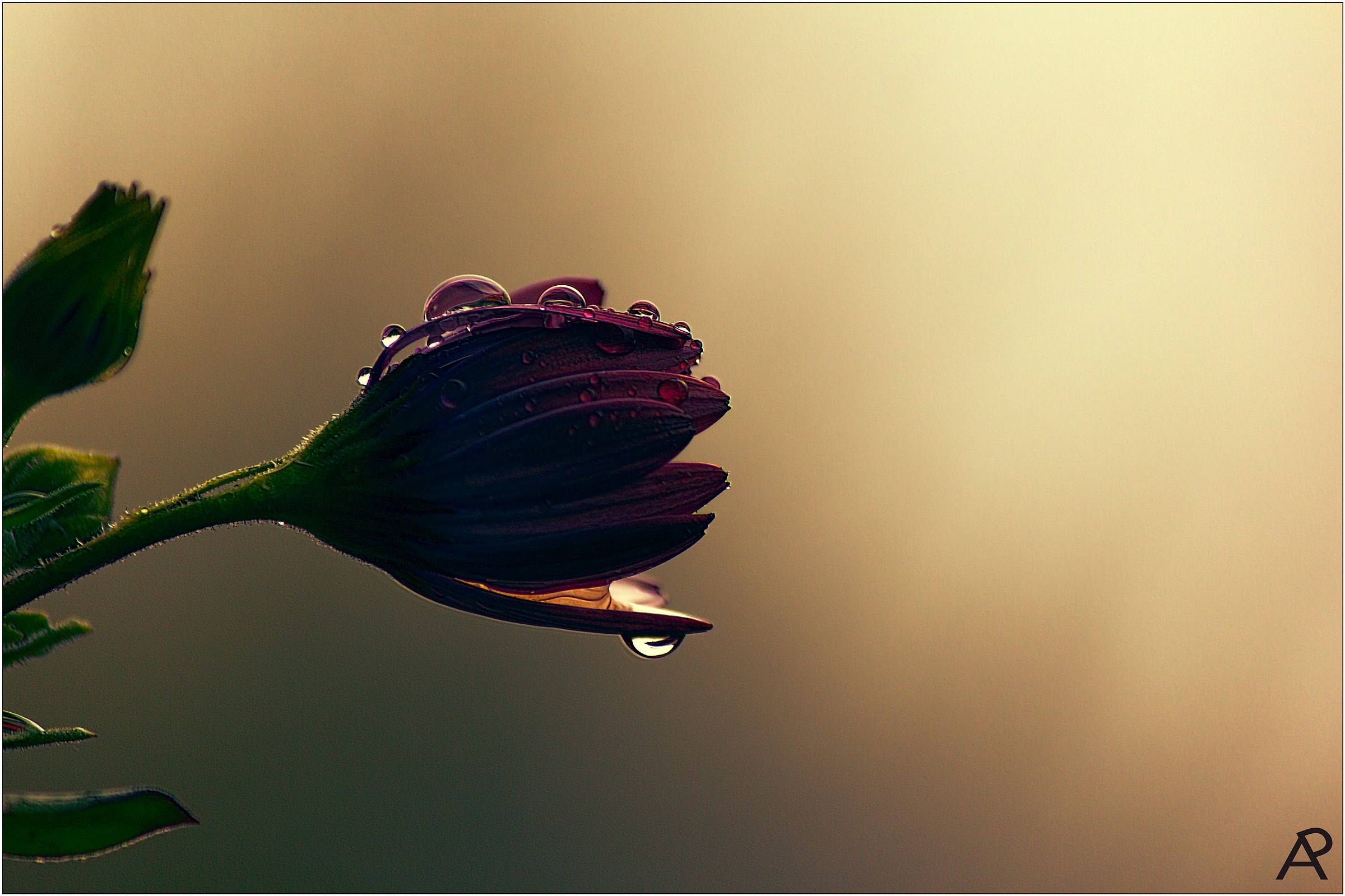 Daisy antiqued sepia