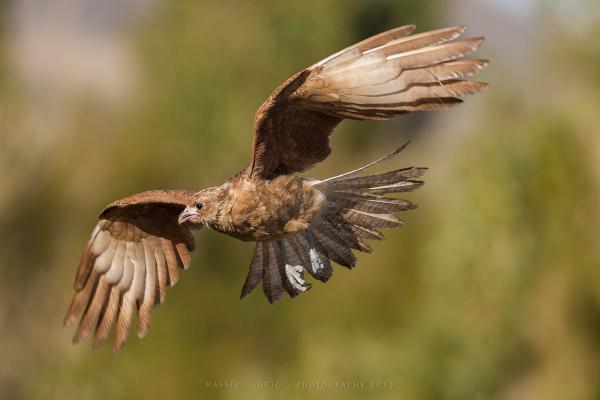 Chimango caracara (Milvago chimango)