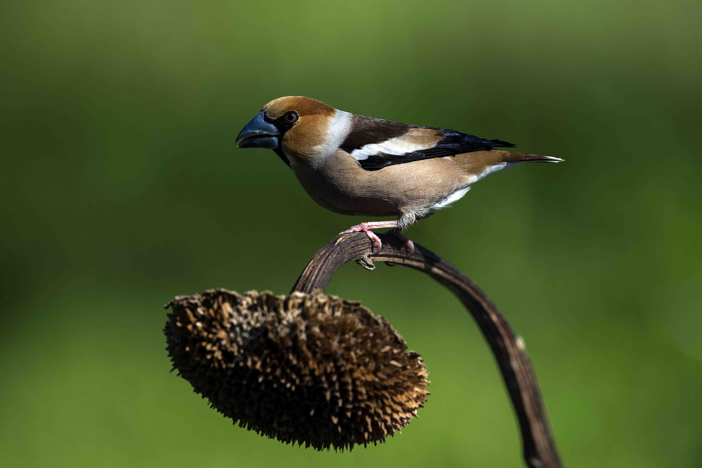 Hawfinch