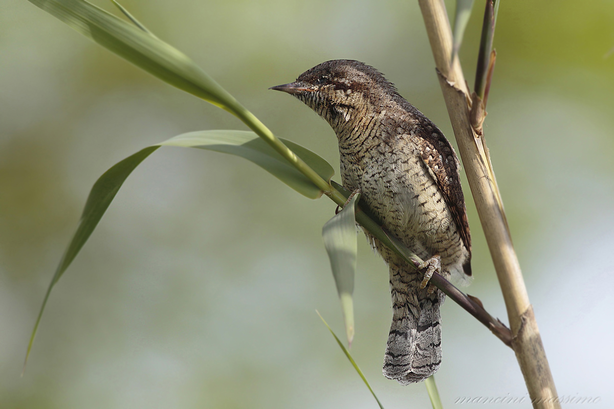 torticollis (Eurasian wryneck)