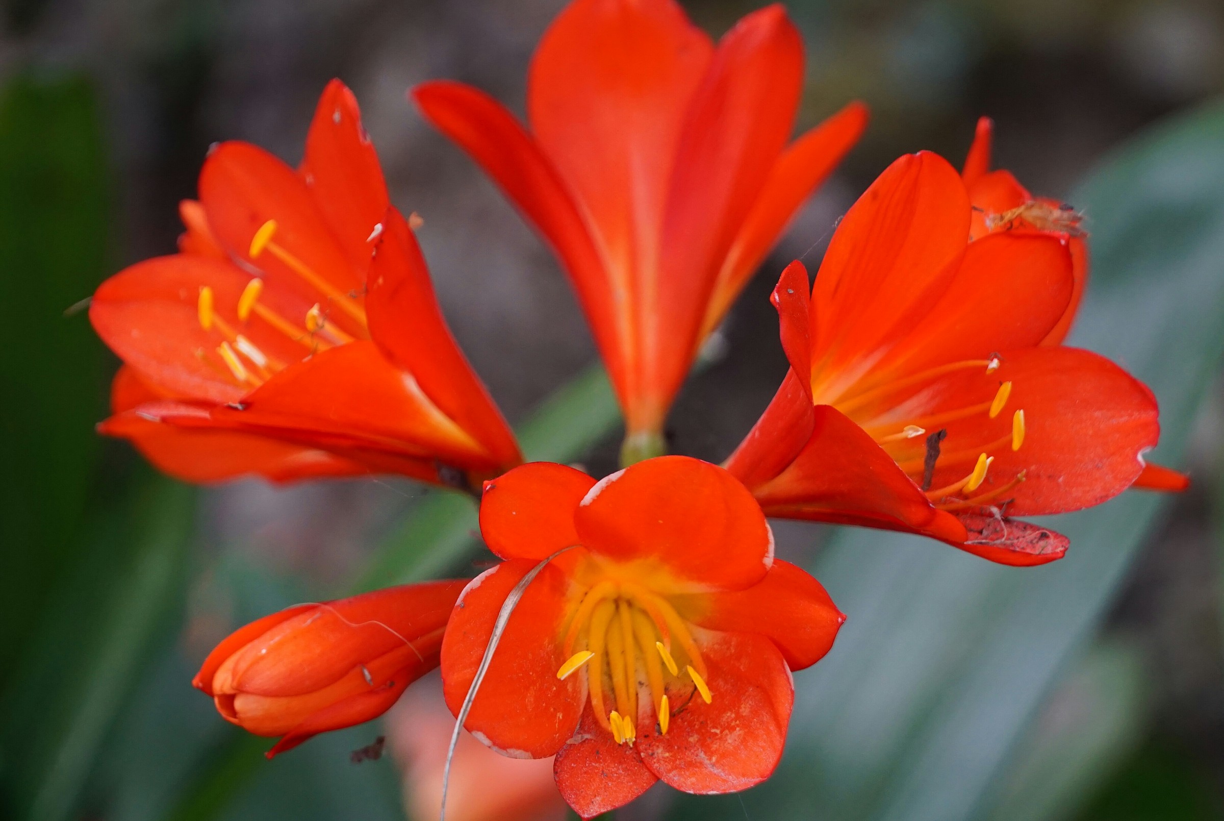 rosso ma non pericoloso..