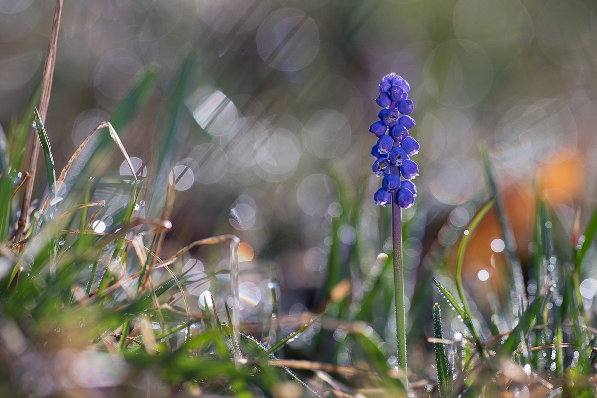 L'alba di un nuovo mondo