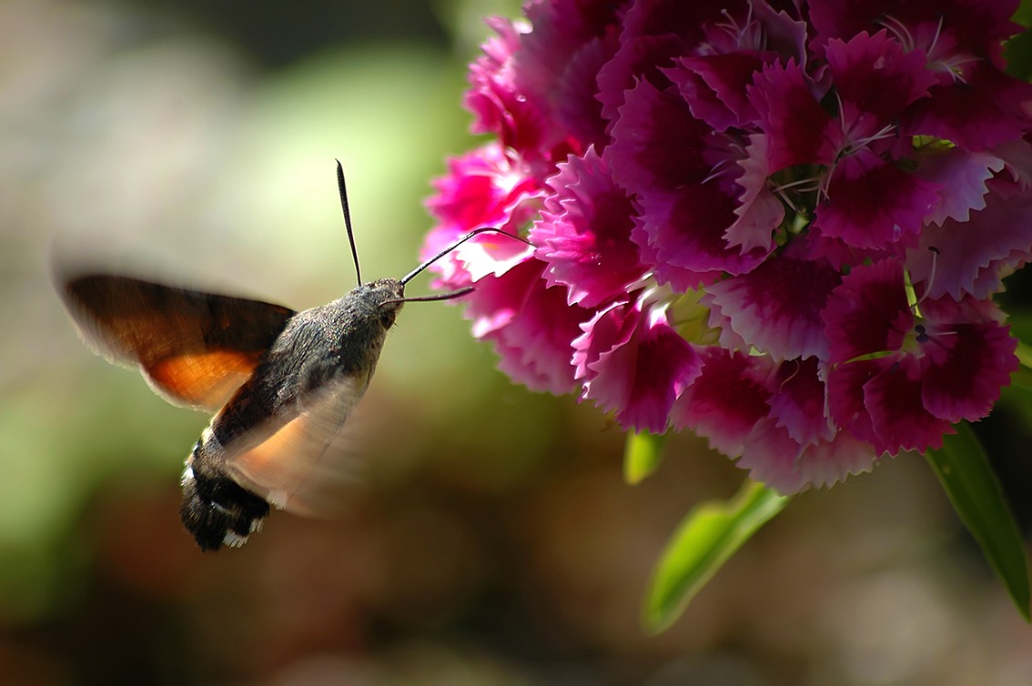 Macroglossa stellatarum 1