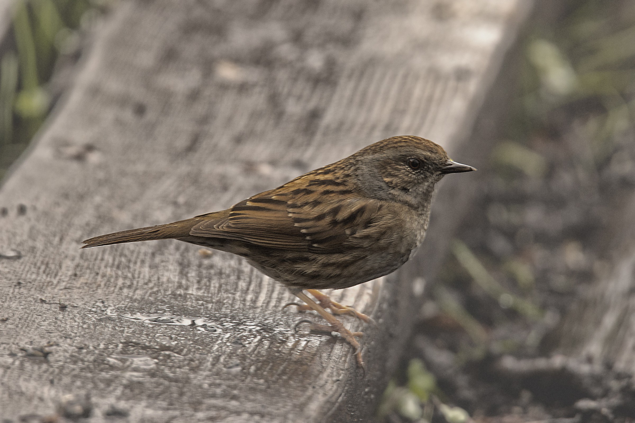 Dunnock