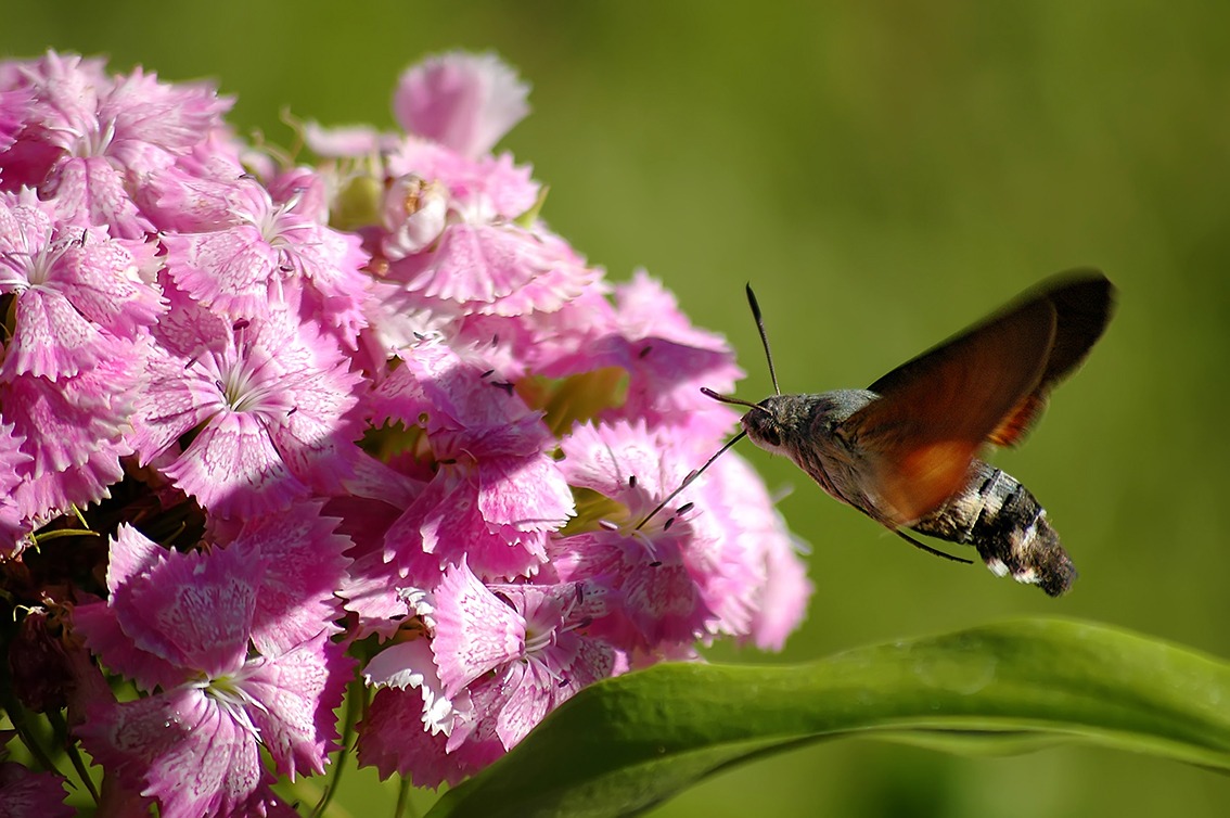 Macroglossa stellatarum 2