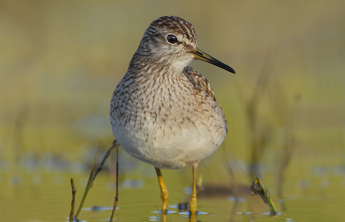 Wood Sandpiper