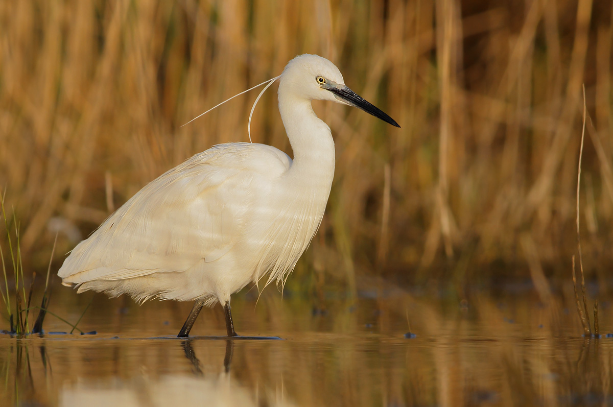 Egret