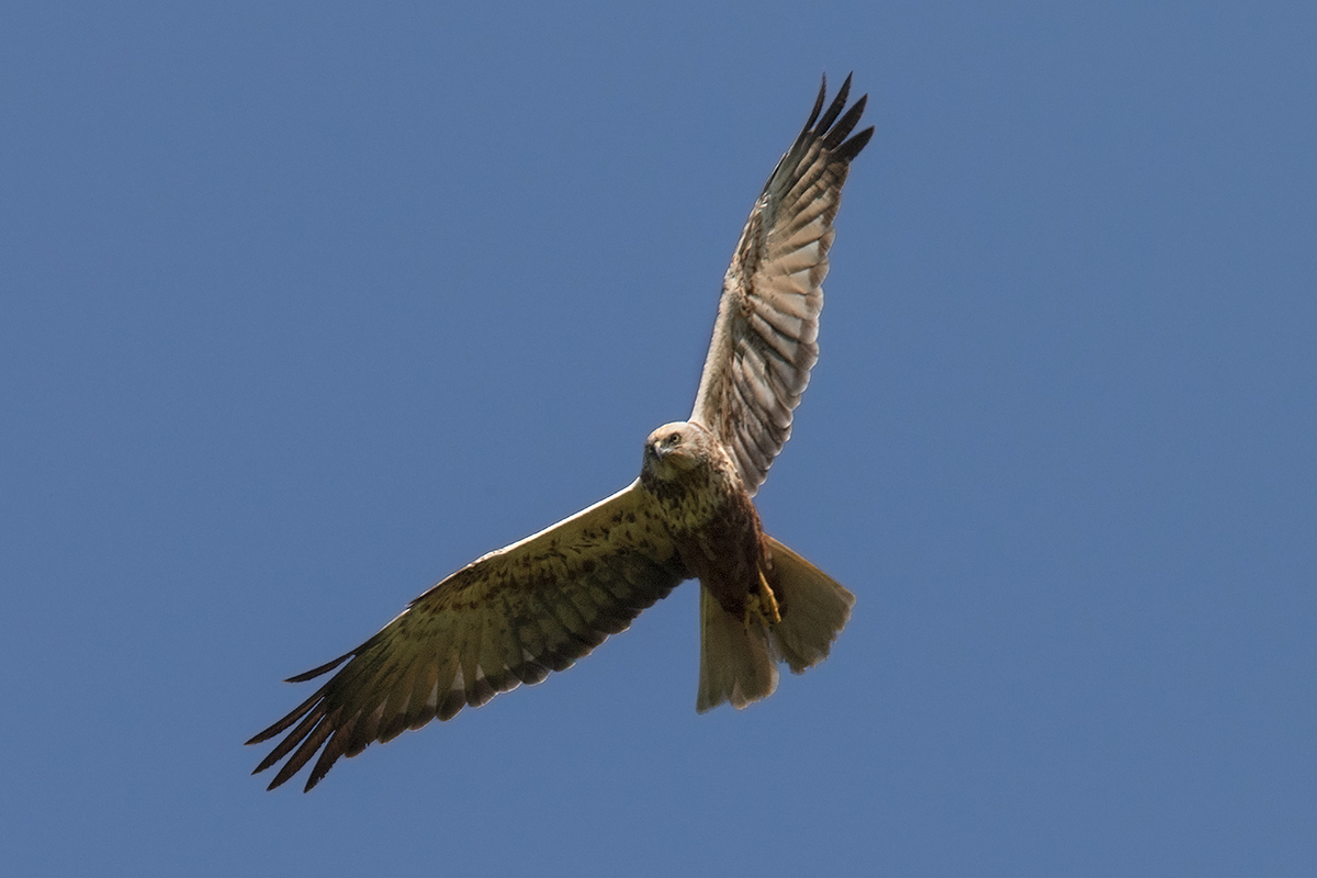 Marsh Harrier