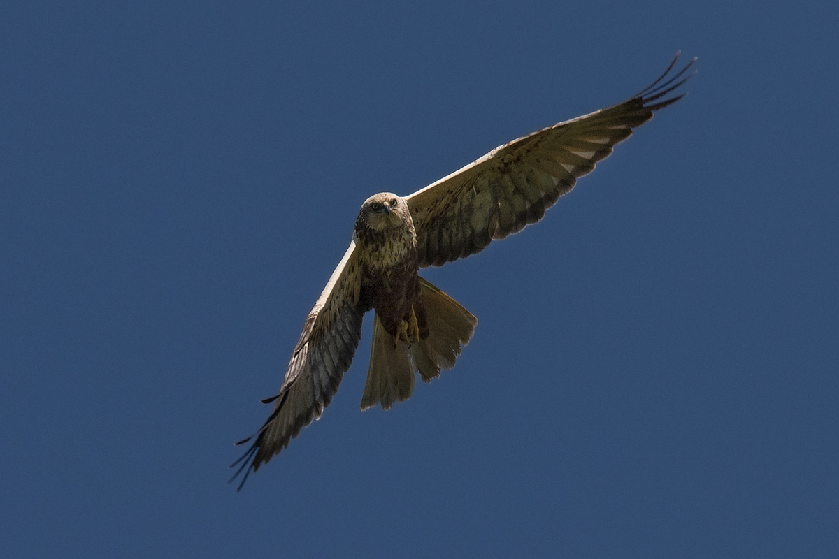 Marsh Harrier