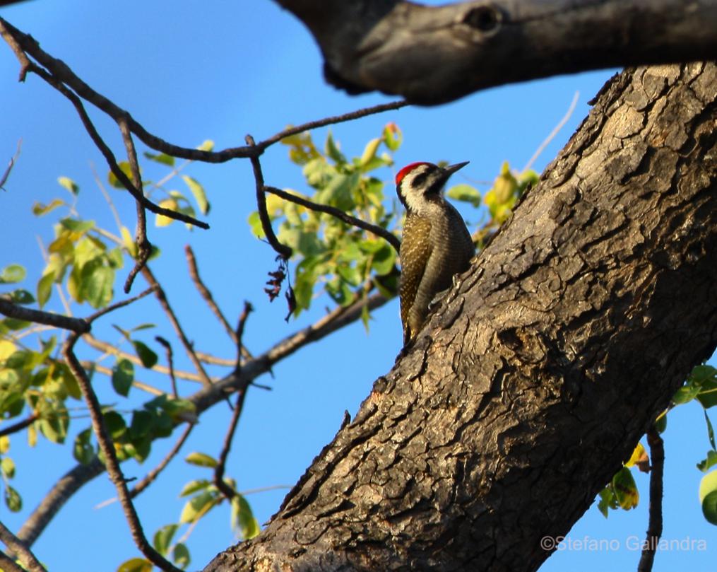 Bearded woodpecker (Dendropicos namaquus)