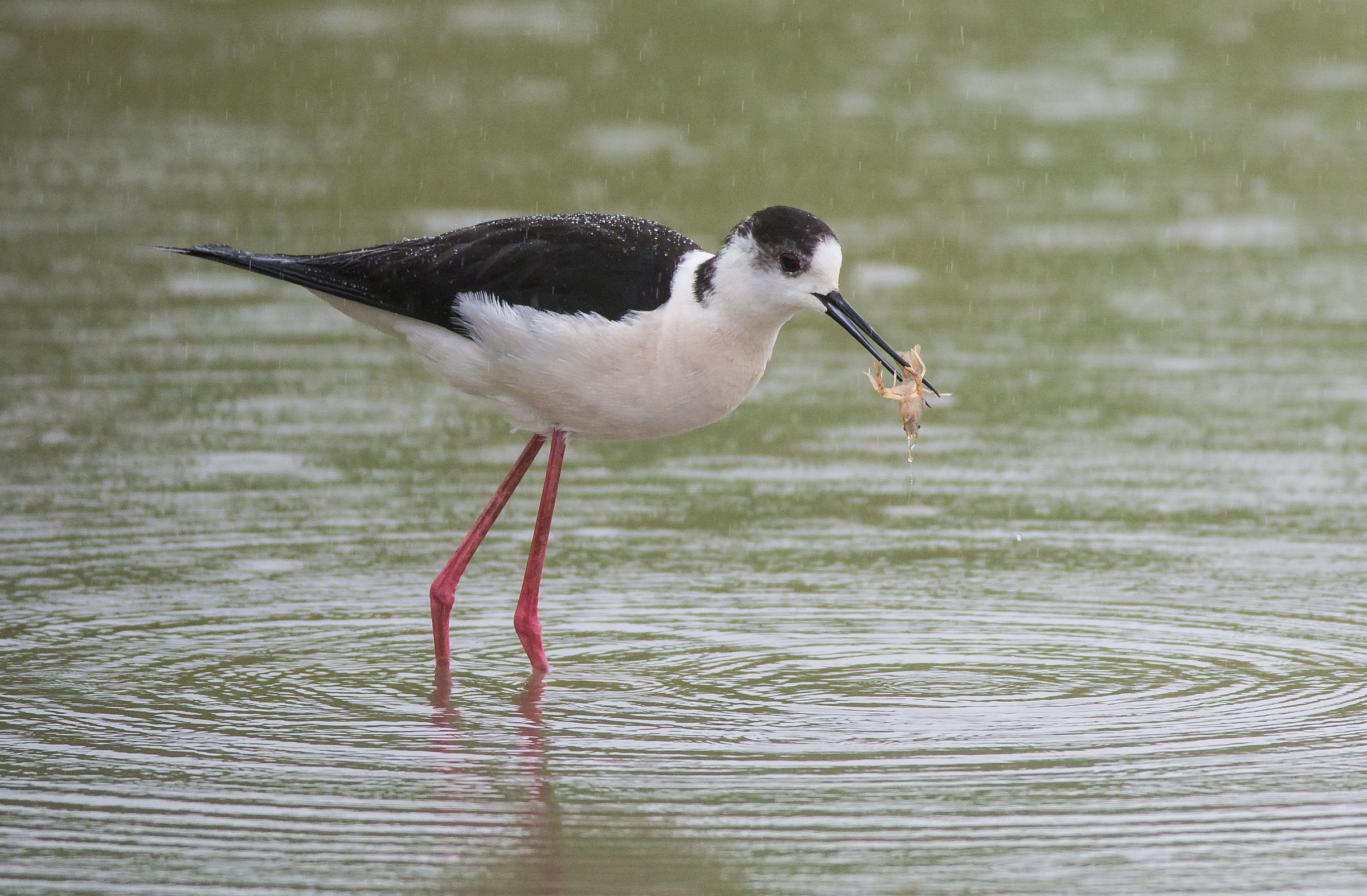 Pranzo sotto la pioggia