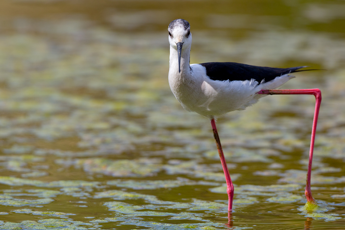 Himantopus himantopus - Knight Of Italy