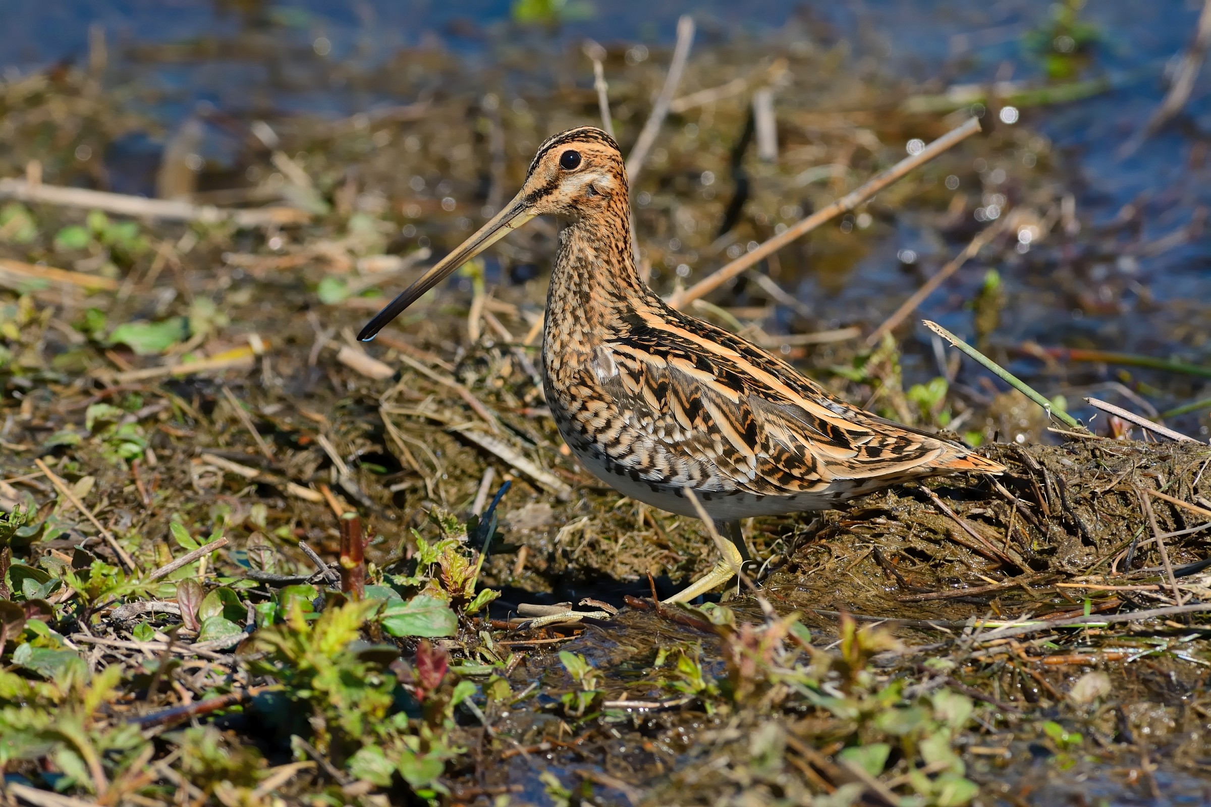 Snipe.