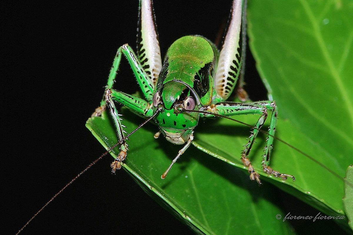 grasshopper