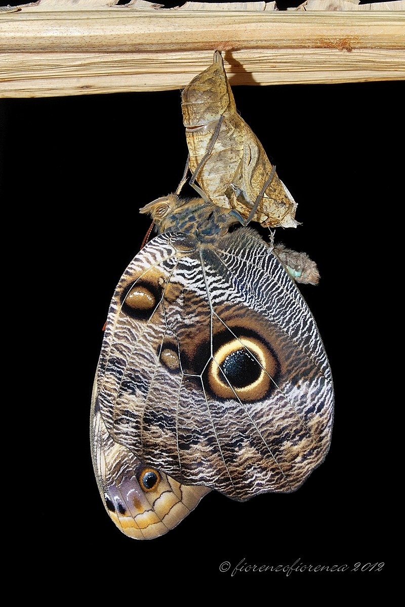 with spread wings ... finally!