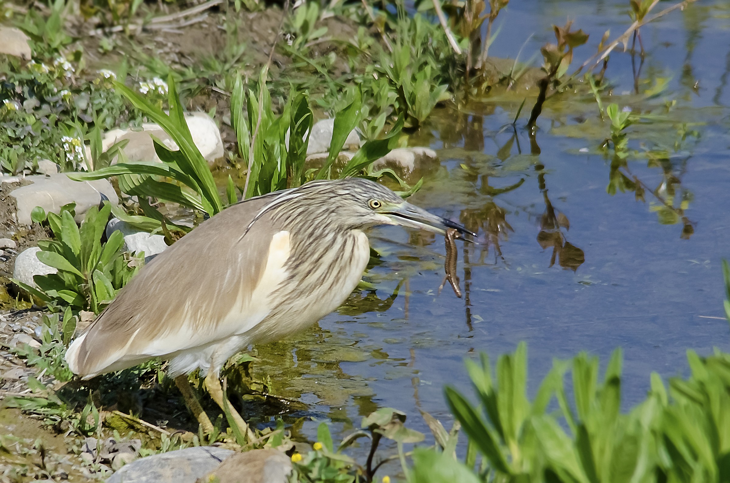 sgarza crested at snack ..