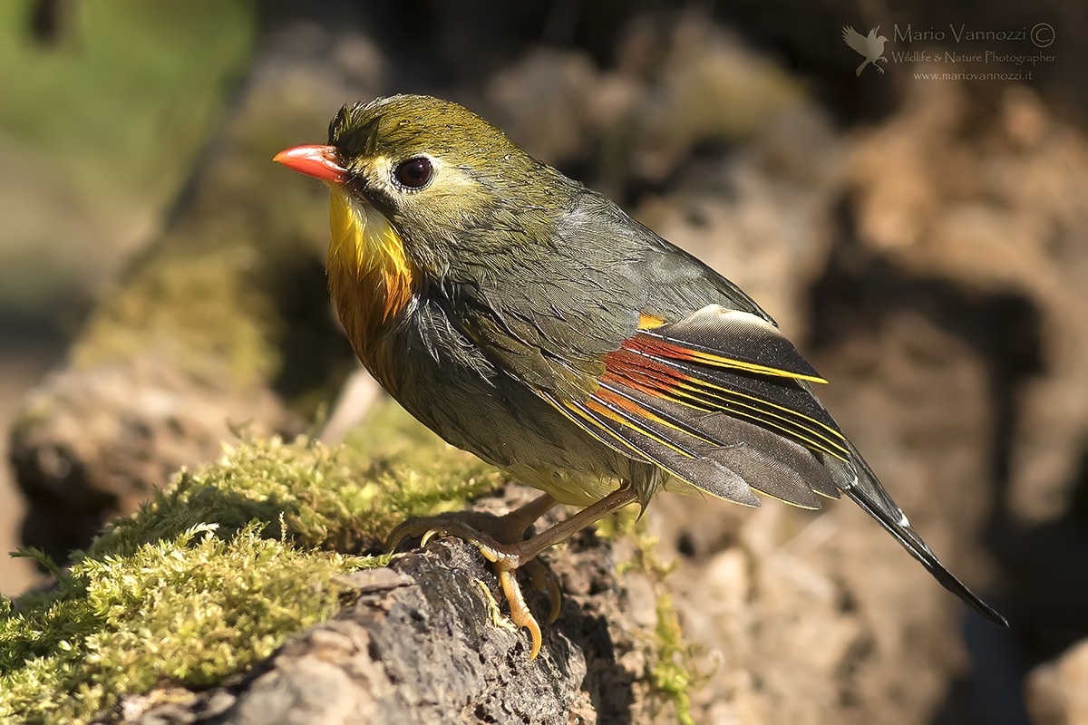 Nightingale of Japan.