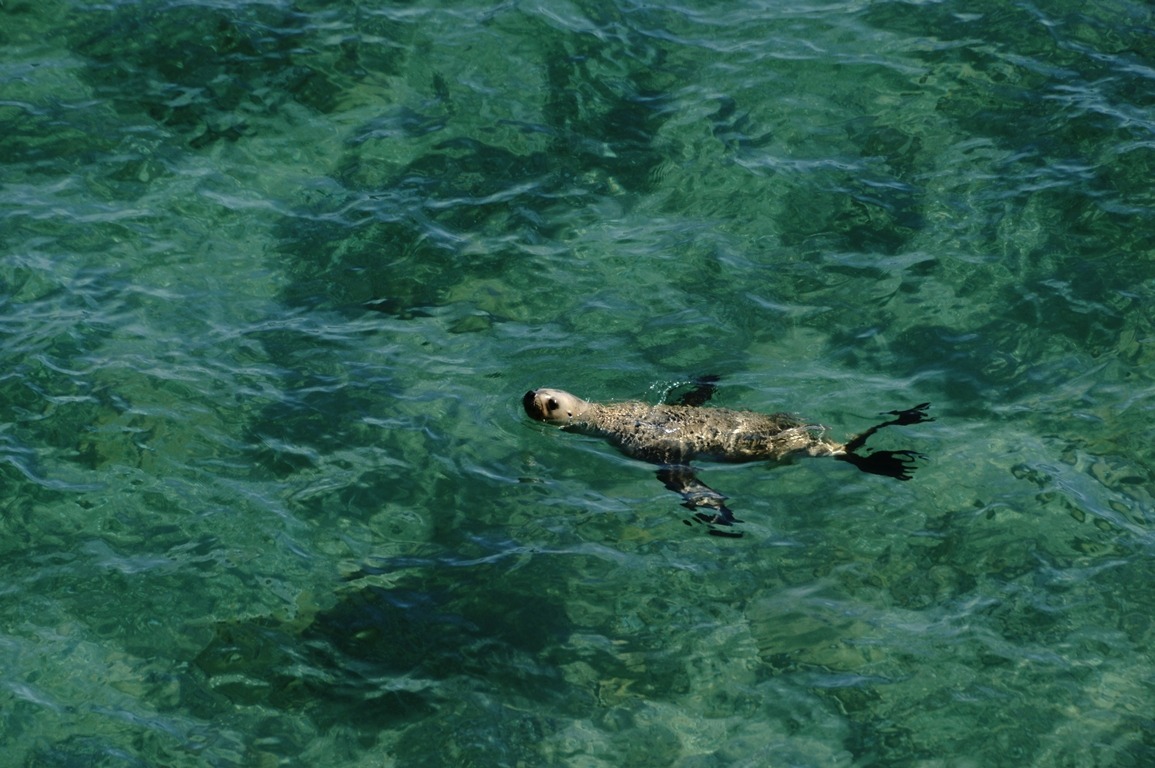 leone marino alla Penisola Valdes