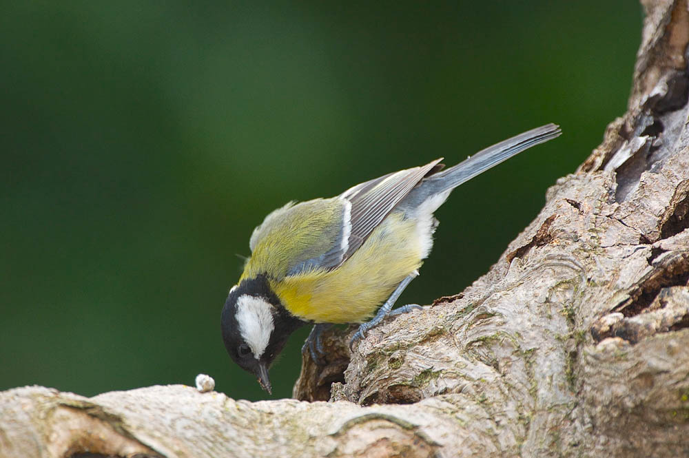 great tit