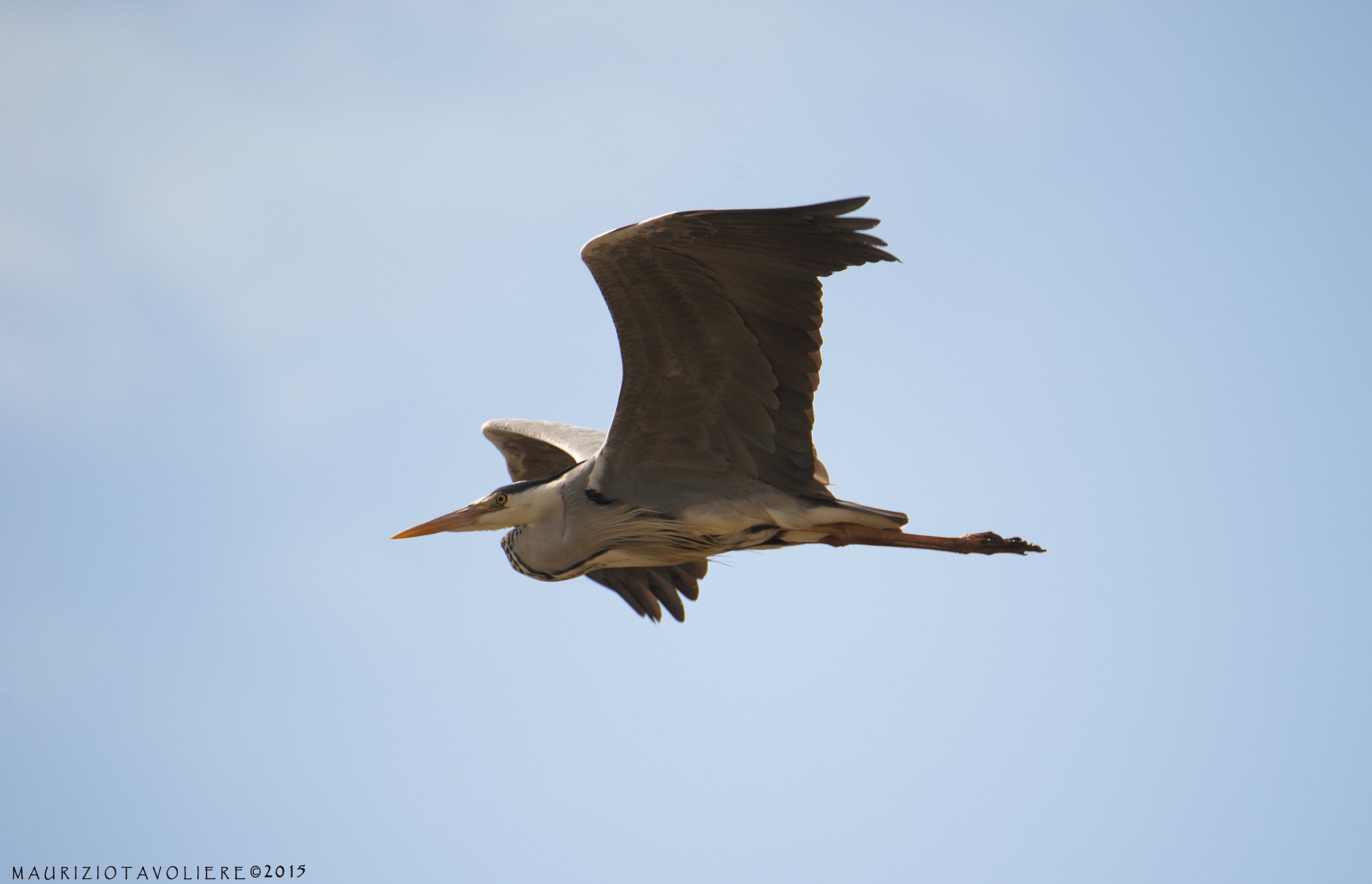 Grey Heron .. at hand !!