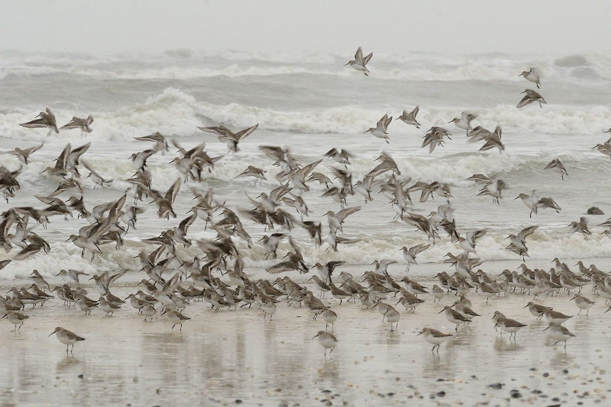Piovanelli in spiaggia