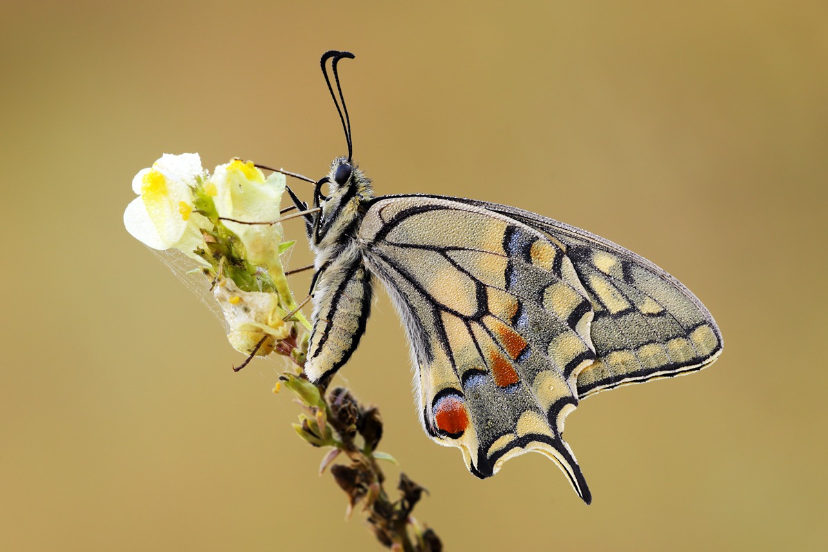 Papilio machaon