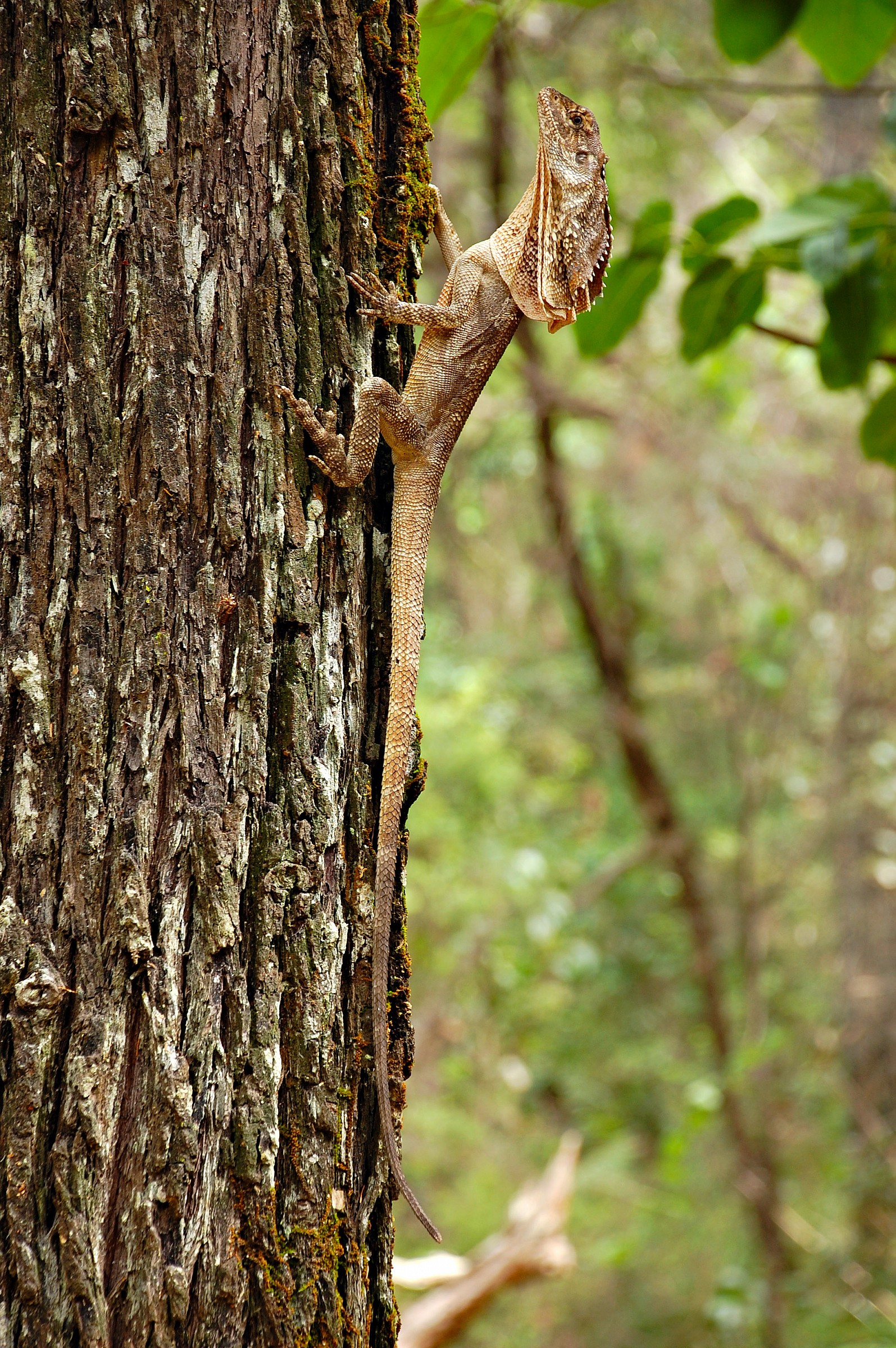 frilled lizard