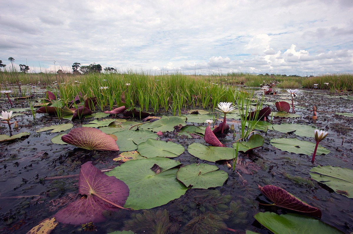 The Okavango