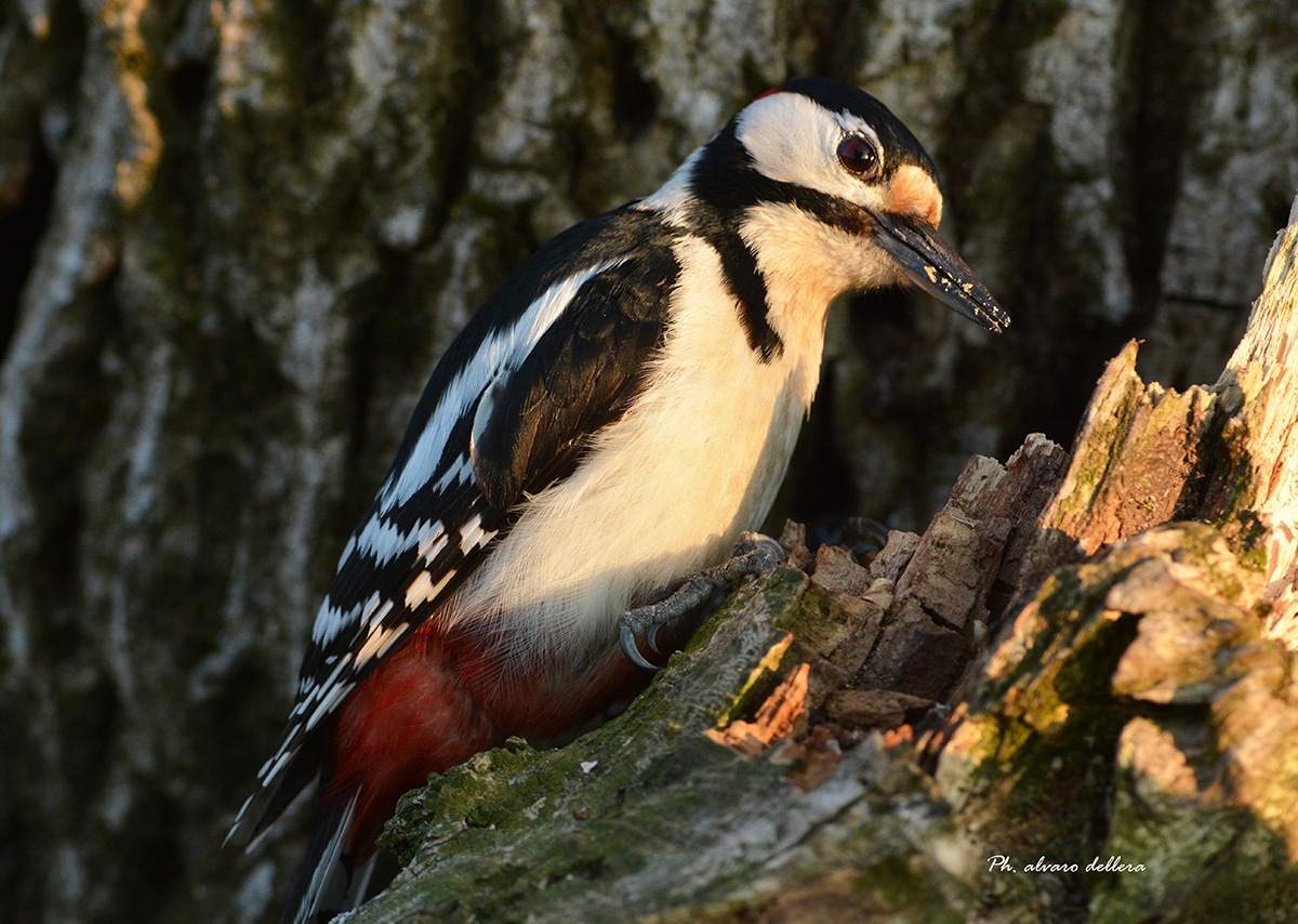 picchio rosso maggiore - ultimi raggi di sole-